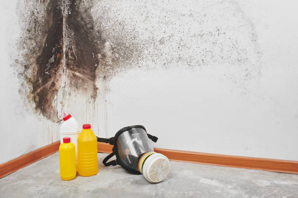 Best Toxic Mold Removal  in Lake Sconsin, WI