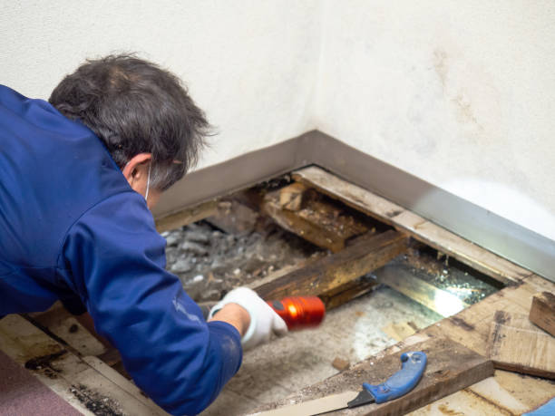 Best Mold Removal Company Near Me  in Lake Sconsin, WI