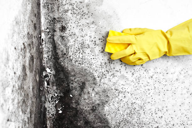 Best Attic Mold Removal  in Lake Sconsin, WI