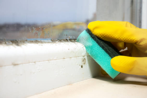 Best Certified Mold Removal  in Lake Sconsin, WI