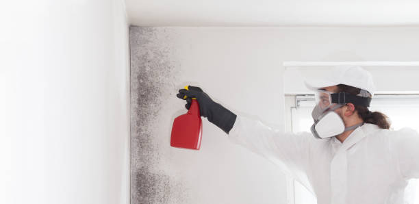 Best Black Mold Removal  in Lake Sconsin, WI