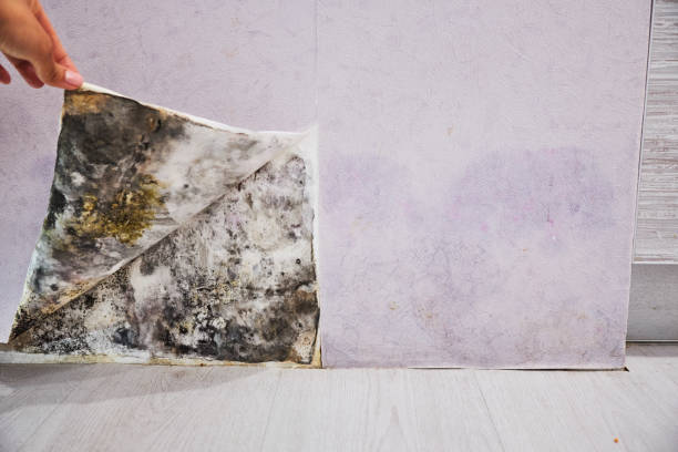 Best Mold Testing  in Lake Sconsin, WI